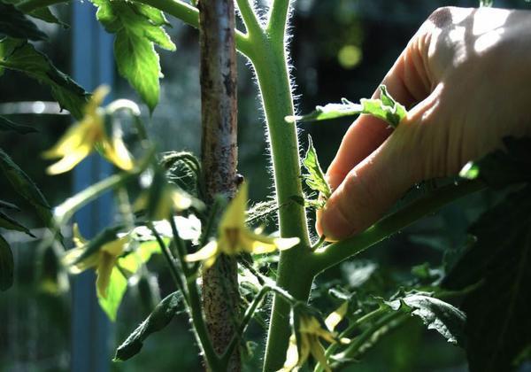 Пасынкование помидор опытные садоводы рекомендуют проводить утром 