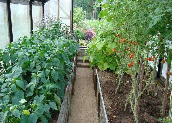 Перец в теплице можно выращивать вместе с помидорами