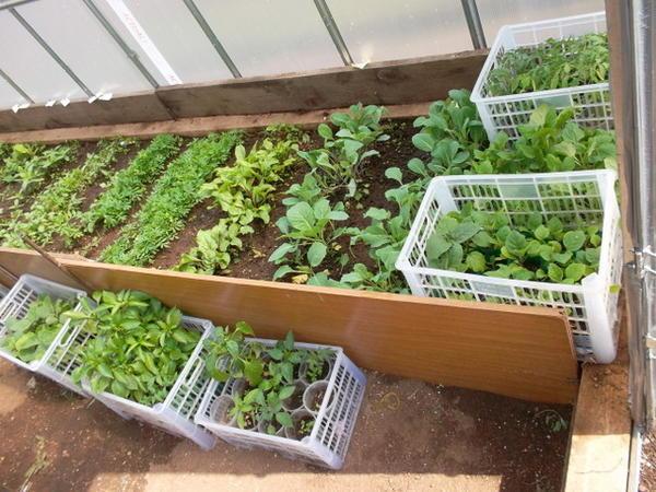 Смешанная посадка овощей в частных теплицах позволяет рационально использовать защищенную площадь для раннего созревания овощей