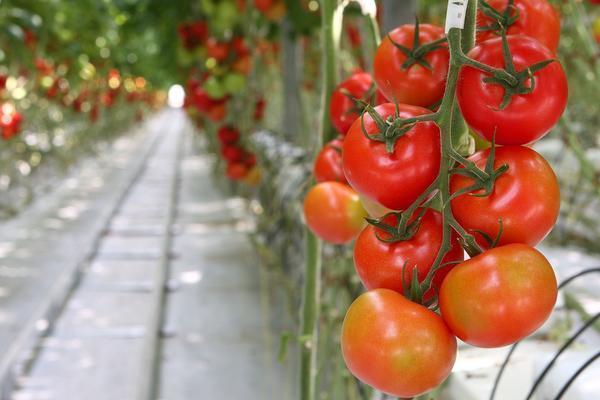 Выбирать сорт высокорослых томатов нужно в зависимости от климатических условий местности и личных вкусовых предпочтений 