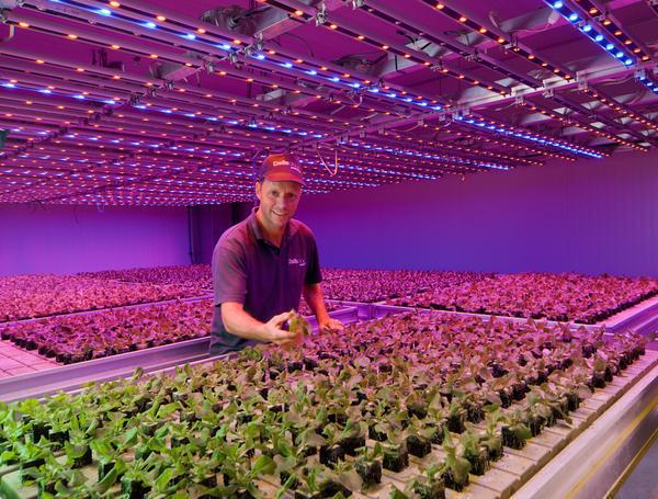 При размещении светодиодных прожекторов строит учитывать размеры растений 