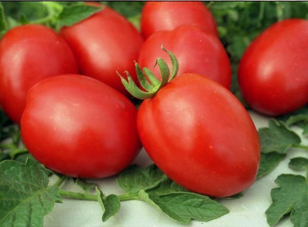 Кистевые томаты для теплиц сибирская серия фото