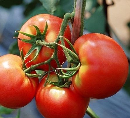 Помидоры «Тайфун» относятся к суперраннему сорту томатов