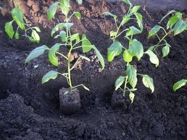 Перед тем как высаживать рассаду перца, садоводы рекомендуют вначале перекопать грунт 