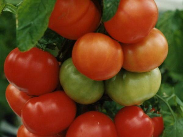 Помидоры Титаник - высокоурожайный сорт томатов