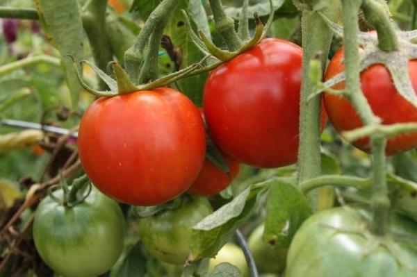 За помидорами в теплице требуется правильный уход