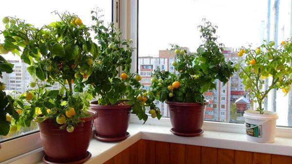 Хорошо ухоженный томат выглядит не хуже других комнатных растений