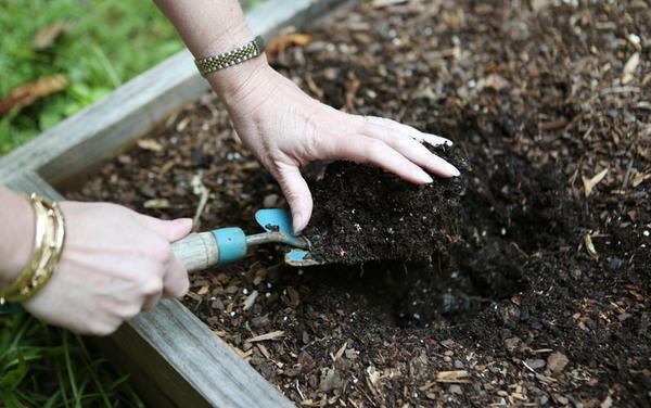 Подготовка почвы в теплице играет важную роль в получении богатого урожая