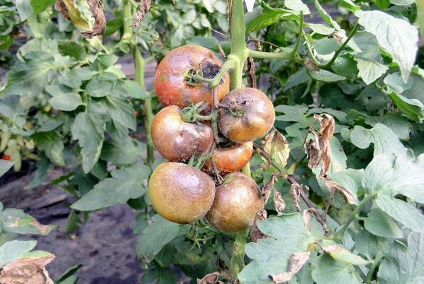 При обнаружении почерневших помидоров их следует выбросить из теплицы 