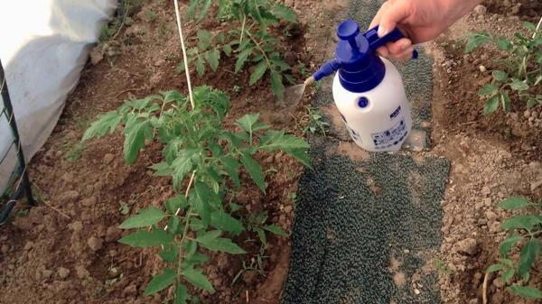 Достаточно популярными среди садоводов являются народные методы избавления от фитофторы на помидорах 
