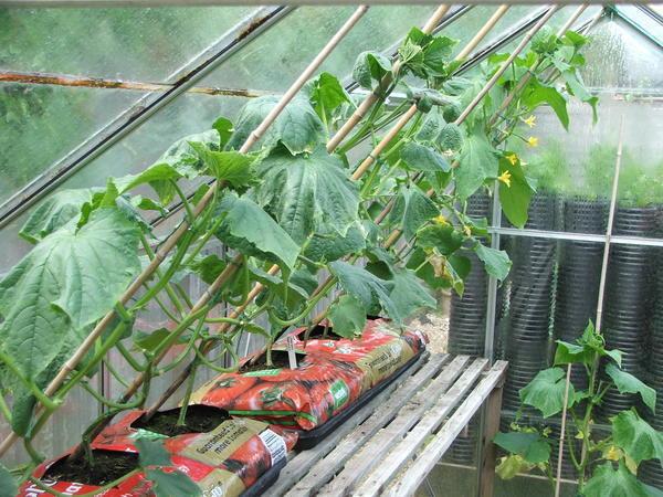 Огурцы можно выращивать в теплицах из поликарбоната