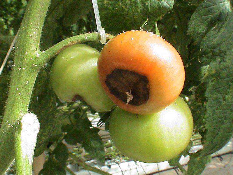 Сухая пятнистость томатов фото и их лечение