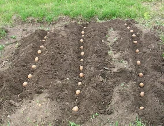 Посадка картофеля в гребни
