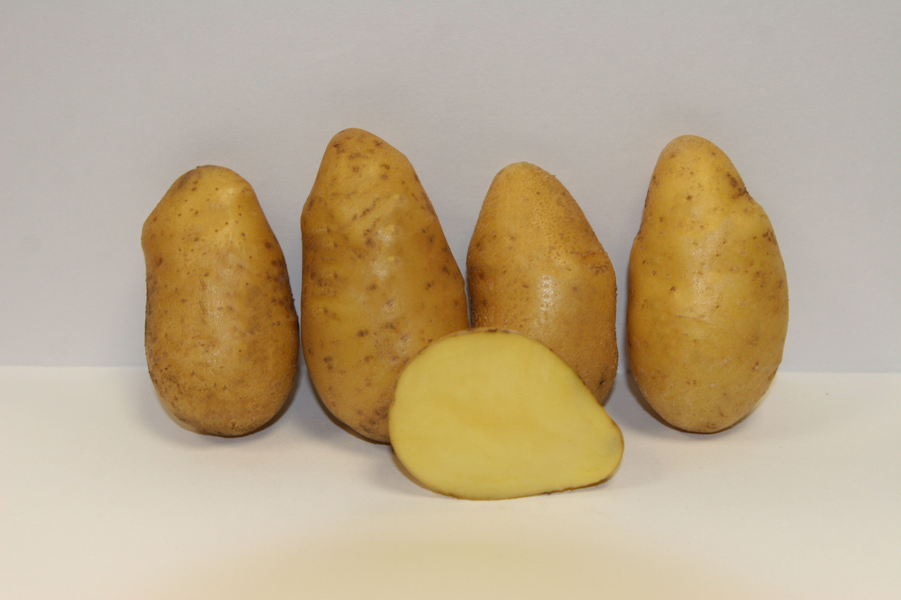 картошка желтая фото