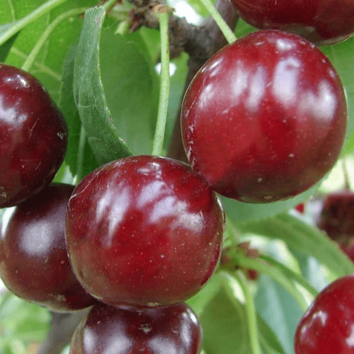 Плоды вишни Молодёжная