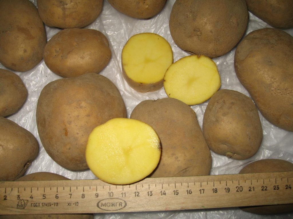 Клубни картофеля Скарб