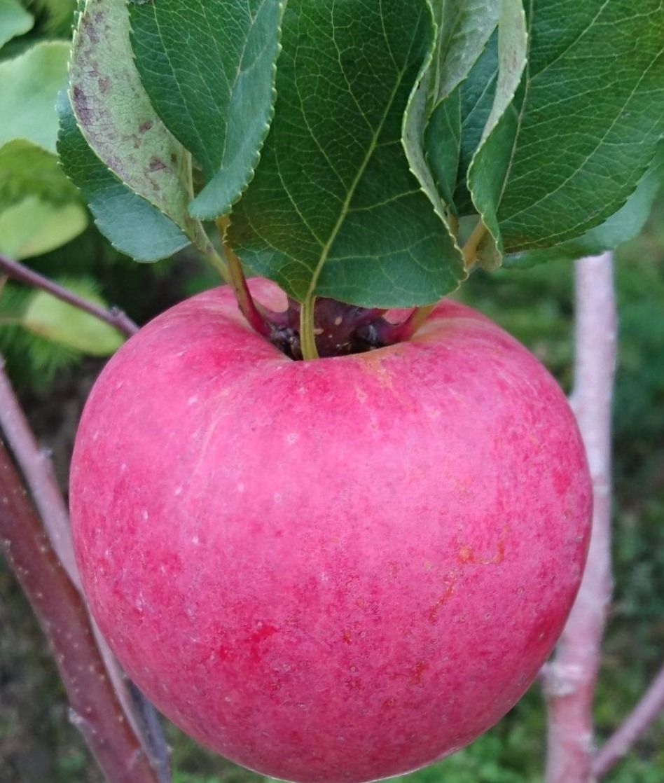 яблоки зимние сорта фото и названия