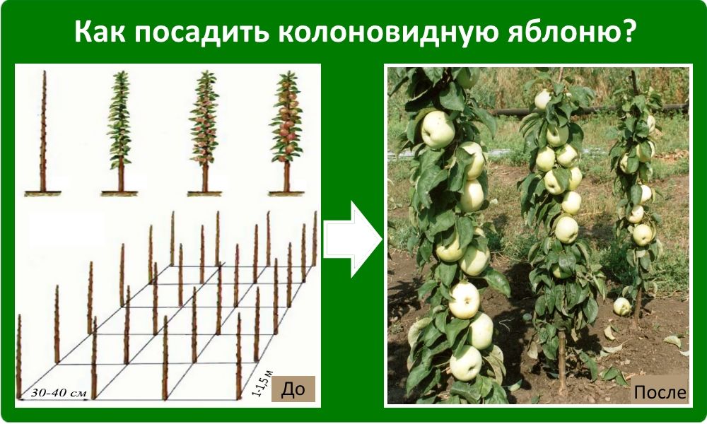 Схема посадки колонновидных яблонь
