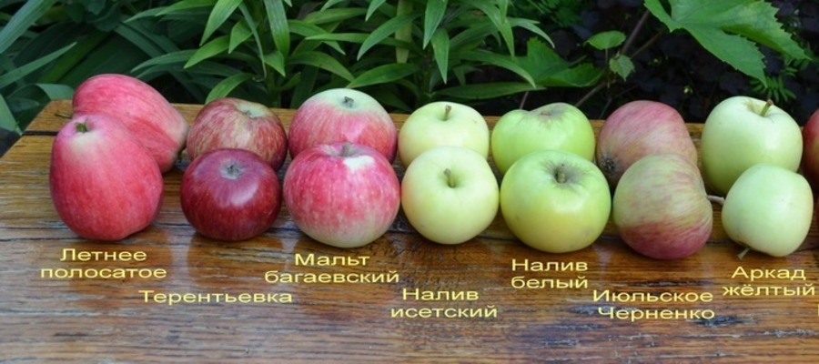 Летние сорта яблонь: описание и характеристика вида, достоинства инедостатки + фото яблок