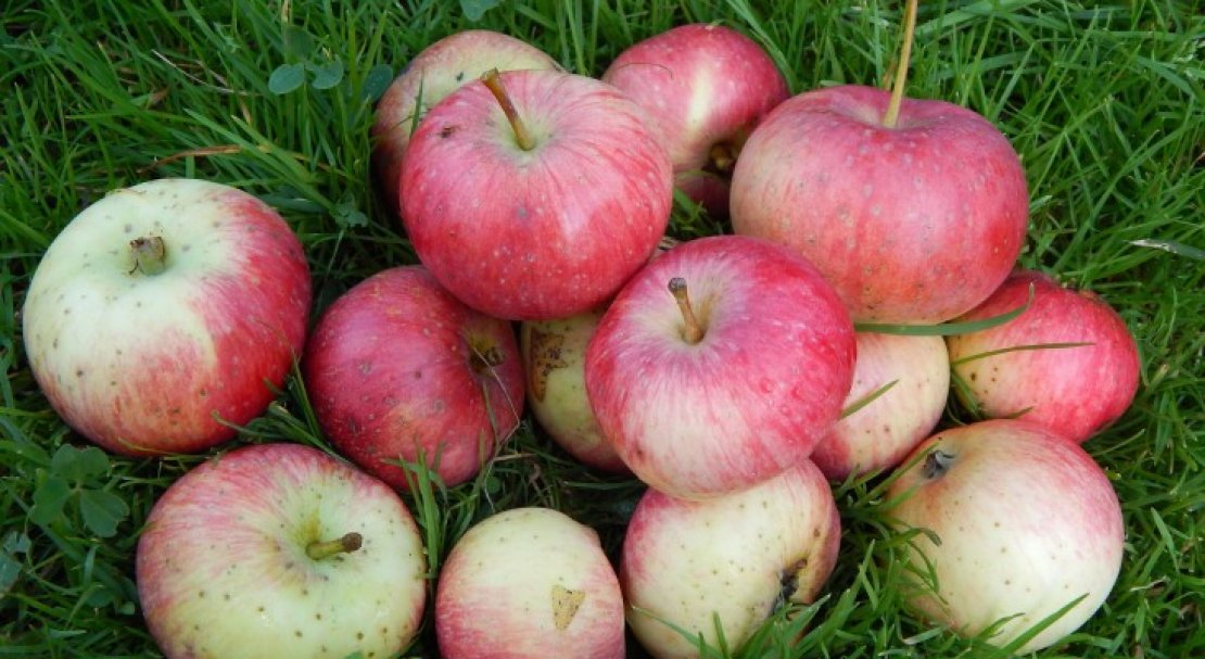 Низкорослые сорта яблонь для средней полосы россии фото с названиями