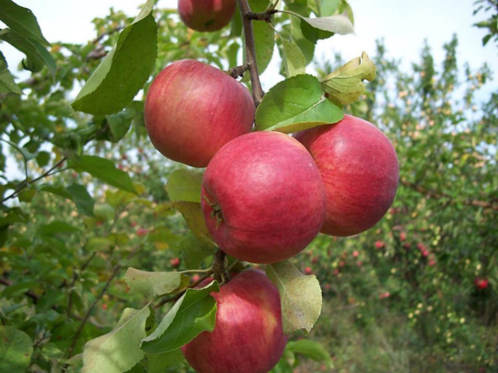 Карликовая яблоня