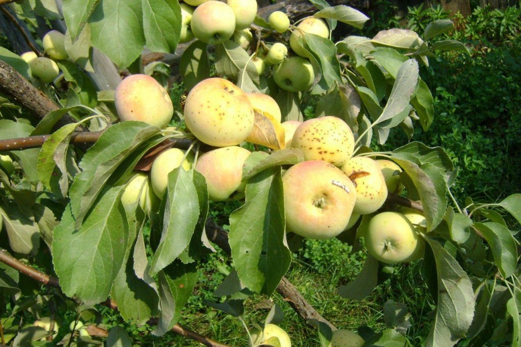Карликовая яблоня