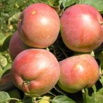 Яблоки сорта Белорусское сладкое