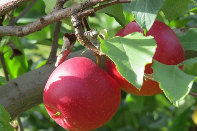 Зимние сорта яблонь для ленинградской области с фото и описанием