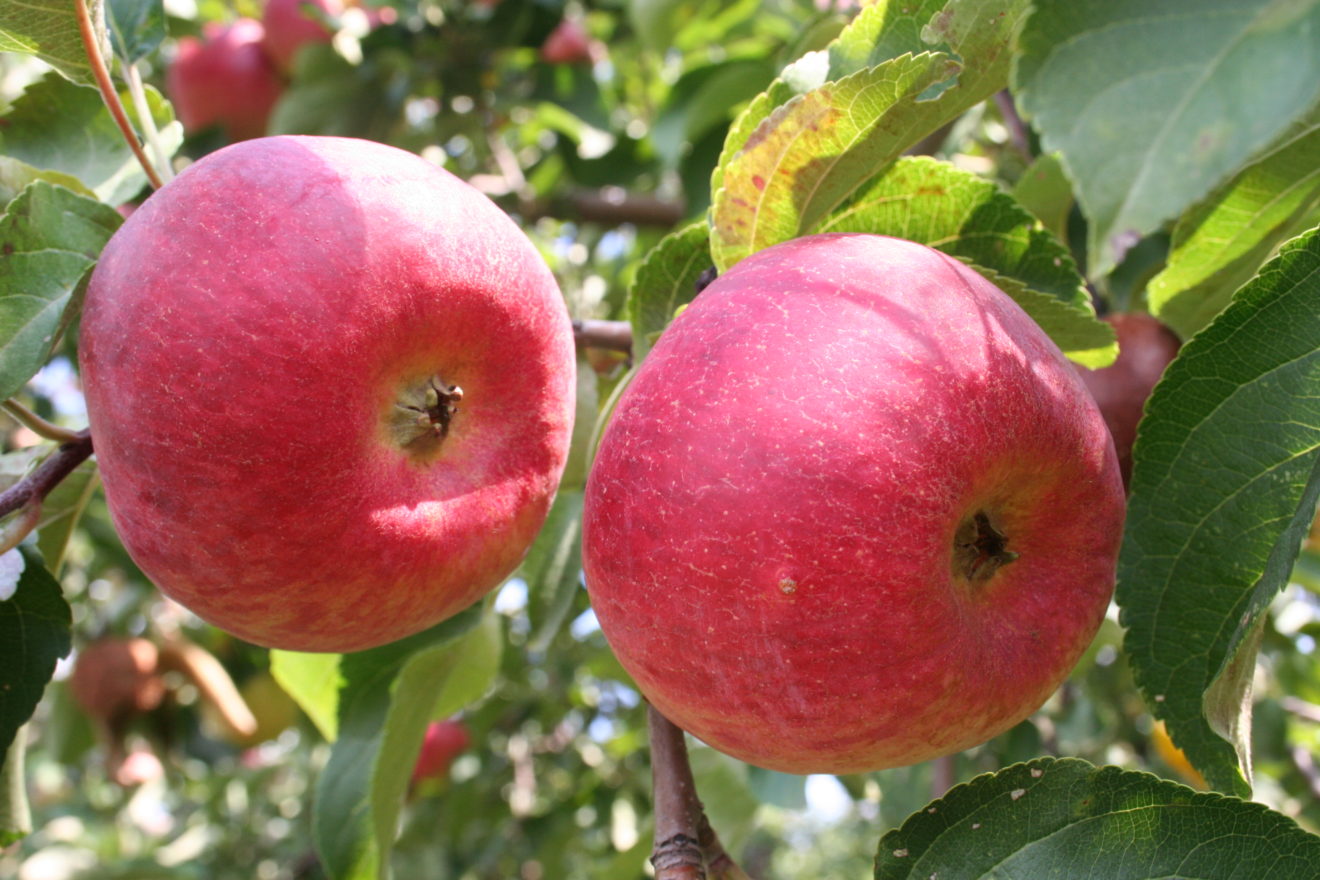 сорта яблок в башкирии с фото