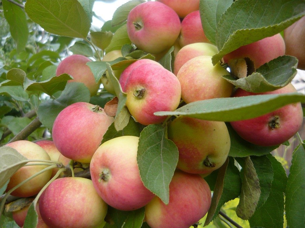 Сорта яблонь для Сибири
