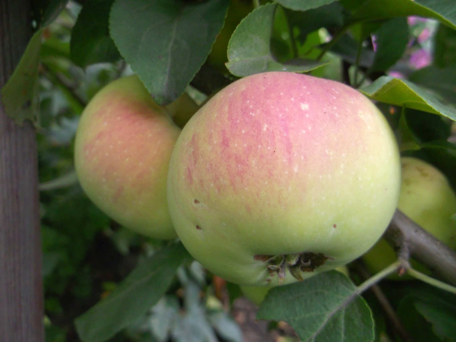 Сорта яблок для сибири с фото