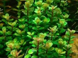 Аммания бонсай разрастается не так быстро, как другие подводные растения, что дает возможность выращивать ее в небольших аквариумах