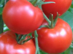 Как ухаживать за помидорами в теплице – важный вопрос, интересующий огородников