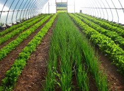 Выращивание зелени в теплице — бизнес круглогодичный