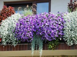 Разместив цветы на балконе, можно существенно улучшить его эстетические качества