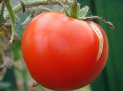 Если за помидорами неправильно ухаживать или они переспели, то плоды потрескаются