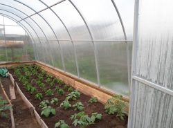 Правильно планируя пространство в теплице, можно добиться лучшего урожая