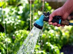Как поливать огурцы в теплице нужно знать каждому огороднику