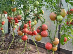 Каждому огороднику необходимо знать удачные сорта томатов для Урала