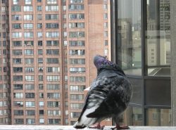 Избавиться от голубей на балконе можно несколькими способами