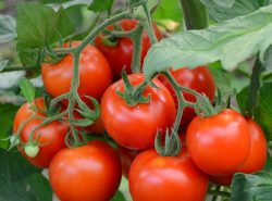 Почему помидоры не краснеют в теплице – вопрос, интересующий многих огородников