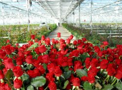 Выращивание роз в теплице – целый комплекс различных процедур для получения роскошных цветов