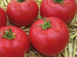 Ранние сорта помидоров для теплиц предполагают быстрый рост растений