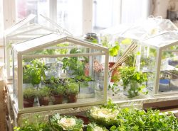 Домашняя теплица – это прекрасный способ выращивать растения у себя дома