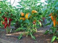 Чтобы получить на выходе достойный результат в виде хорошего урожая, нужно придерживаться определенной технологии выращивания болгарского перца