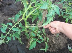 Подвязывание помидоров представляет собой процедуру по креплению стеблей и веток к специальной опоре с помощь веревок, тканевых полосок или пластиковых петель