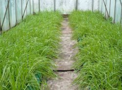 Для обогащения почвы в теплицах необходимо использовать сидеративные растения, они помогут восполнить полезные вещества в грунте
