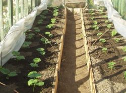 Прежде чем выращивать огурцы, изучите их основные характеристики и необходимые условия для их роста
