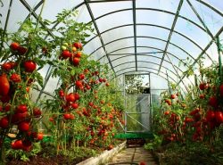 Благодаря правильно выбранному расстоянию между помидорами в теплице можно существенно улучшить их урожайность
