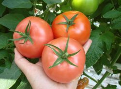 Выращивать помидоры в теплице довольно хлопотно